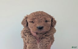 Mini Goldendoodle dogs for sale: F1b Leo - Image 2