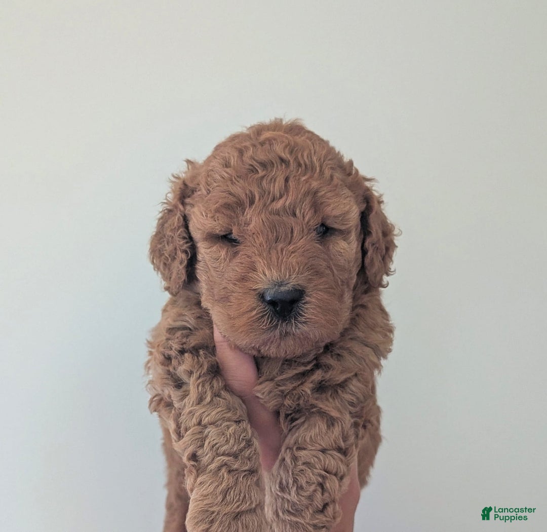 Mini Goldendoodle dogs for sale: F1b Leo - Image 2