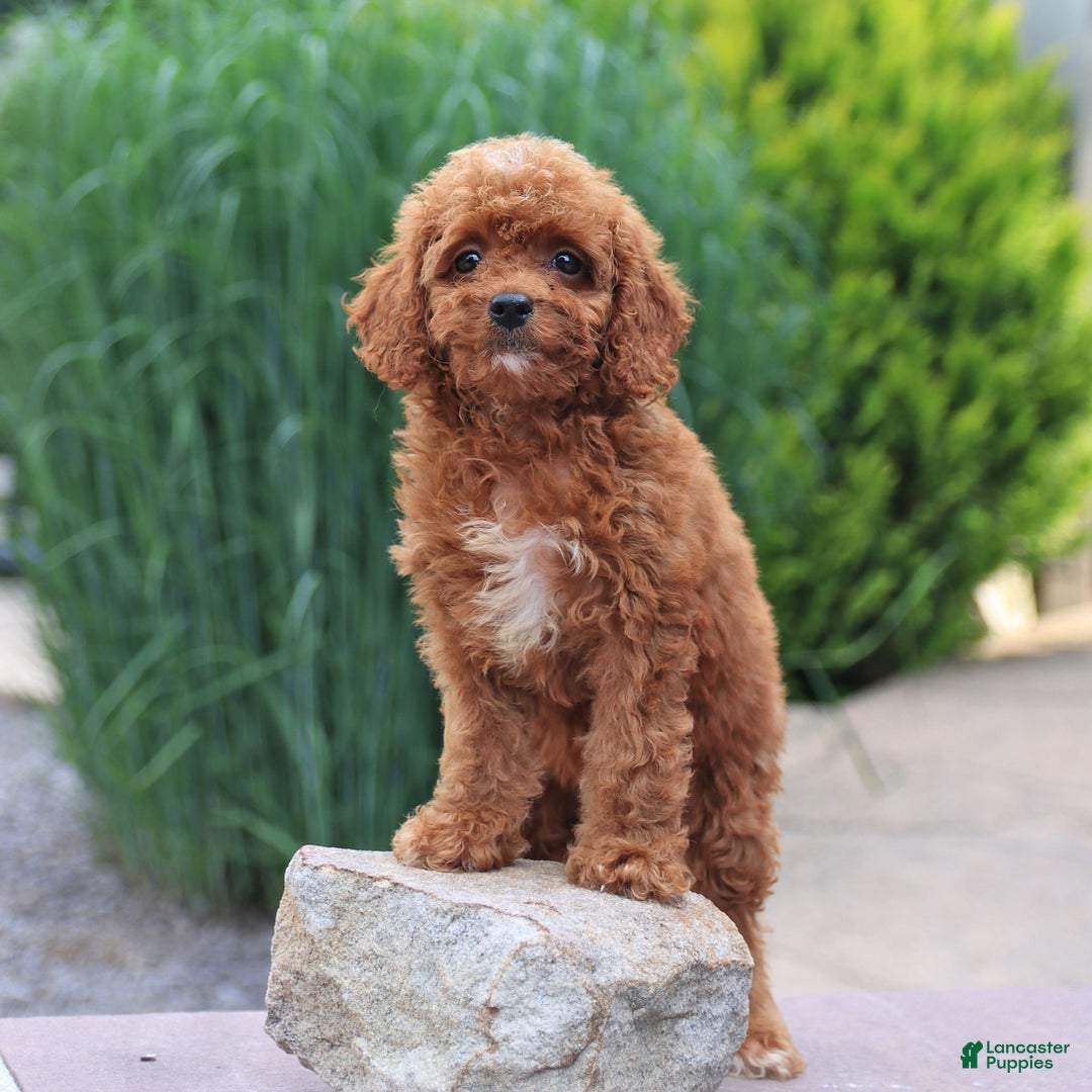 Miniature Poodle dogs for sale: Hazel - Image 4