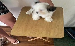 Shih Tzu dogs for sale: Little Rascal - Image 1
