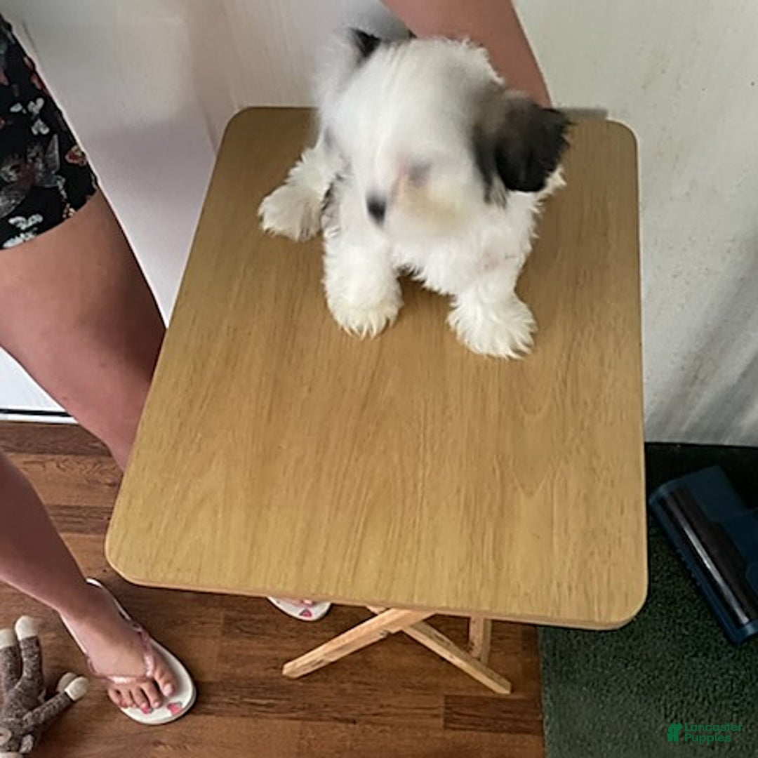 Shih Tzu dogs for sale: Little Rascal - Image 1
