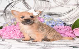 Cairn Terrier dogs for sale: Prilly - Image 3