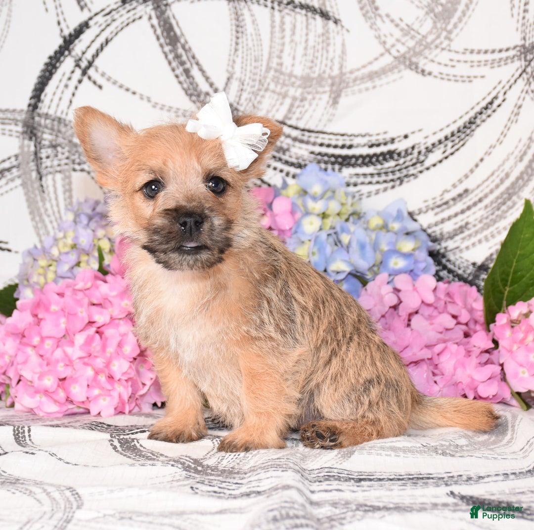 Cairn Terrier dogs for sale: Prilly - Image 3