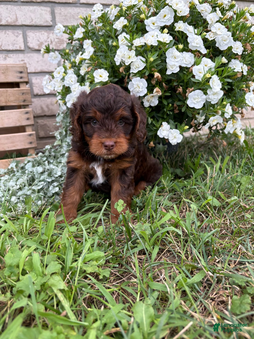 Beagle dogs for sale: Lilly - Image 5