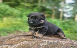 German Shepherd dogs for sale: Kai - Image 21