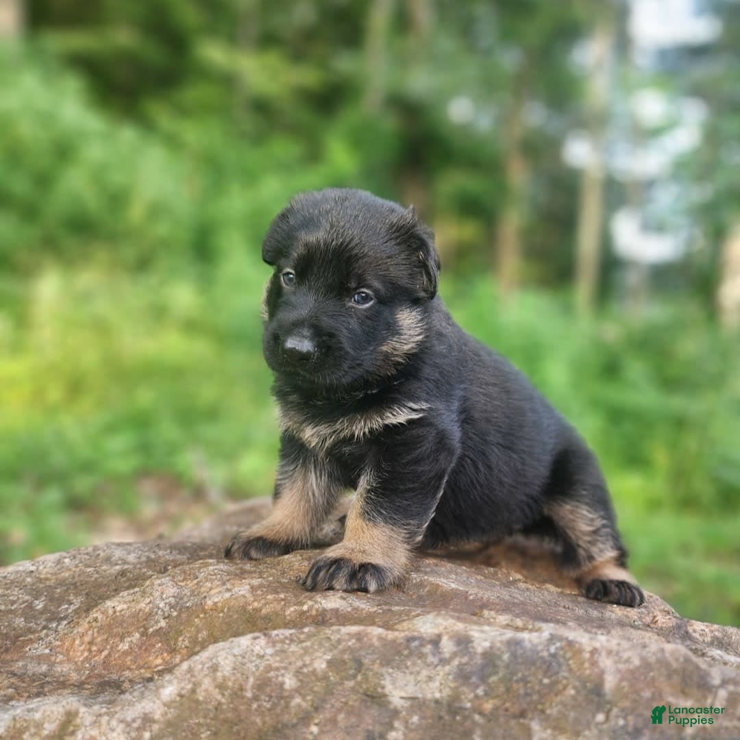 German Shepherd dogs for sale: Kai - Image 21