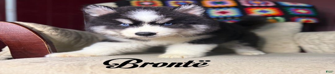 Bronte