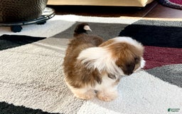 Lhasa Apso dogs for sale: Milo - Image 3