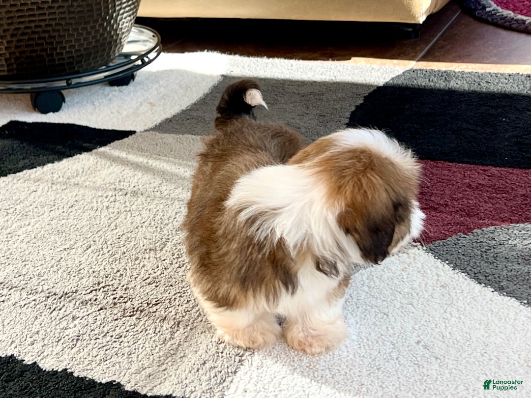 Lhasa Apso dogs for sale: Milo - Image 3
