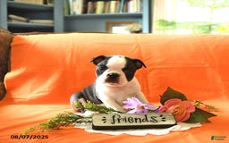 Boston Terrier dogs for sale: Lucas - Image 1