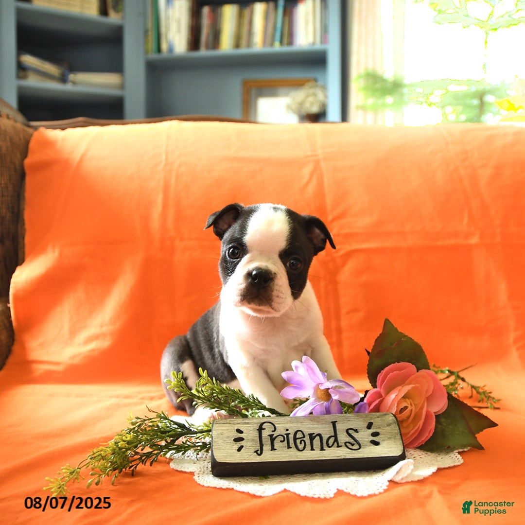 Boston Terrier dogs for sale: Lucas - Image 1