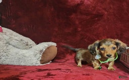 Miniature Dachshund dogs for sale: Wylie - Image 2