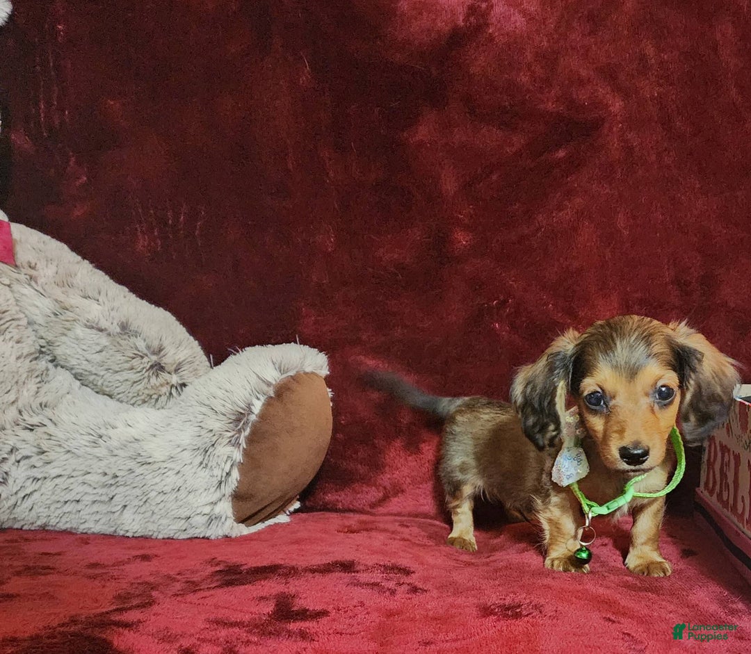 Miniature Dachshund dogs for sale: Wylie - Image 2