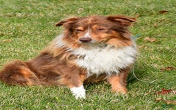 Australian Shepherd dogs for sale: Stormy - Image 9
