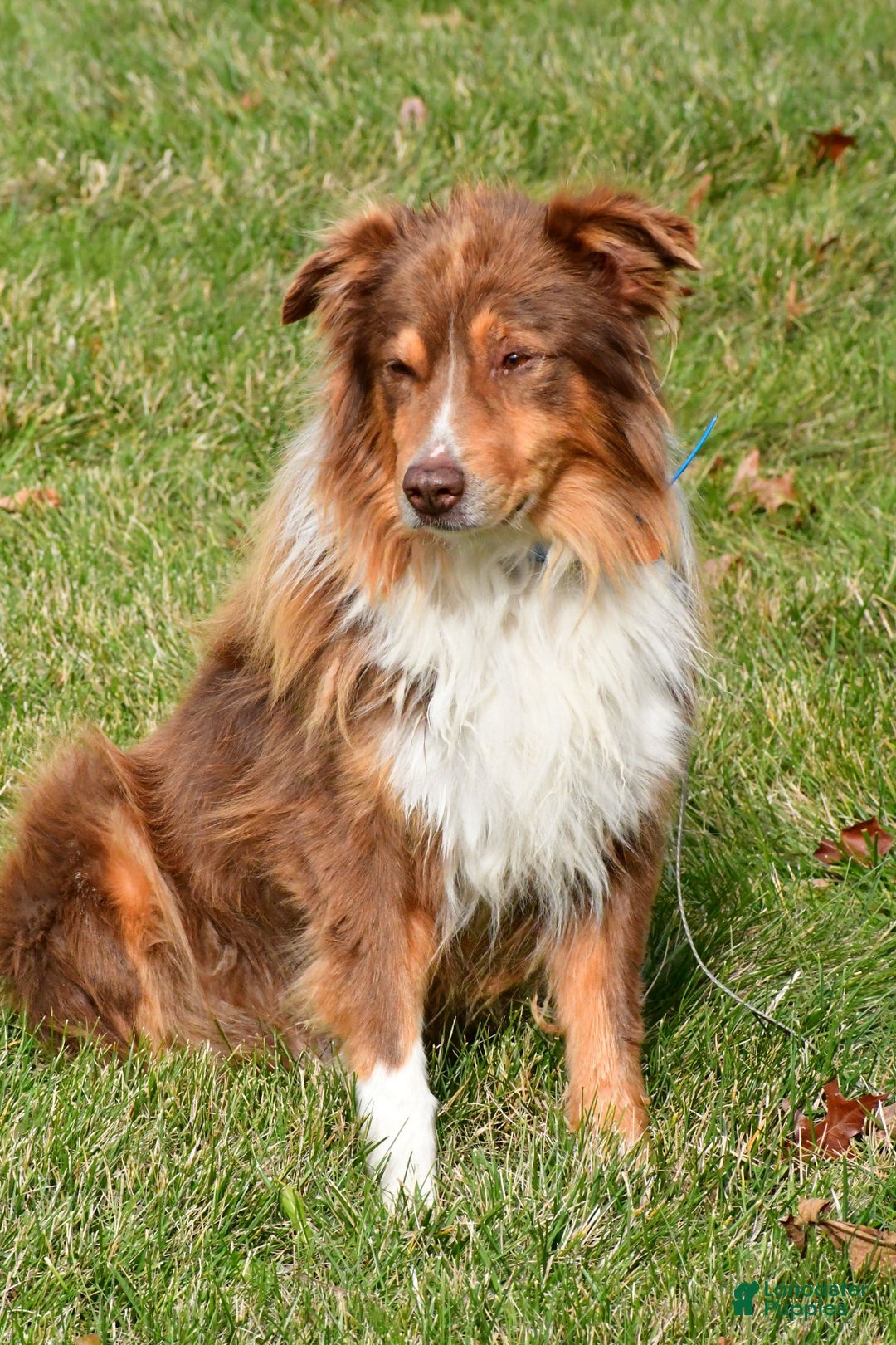 Australian Shepherd dogs for sale: Stormy - Image 9
