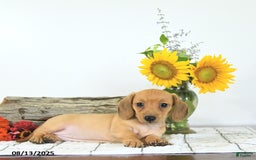Miniature Dachshund dogs for sale: Macey - Image 2