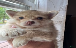 Pomeranian dogs for sale: Cookie Doe - Image 8