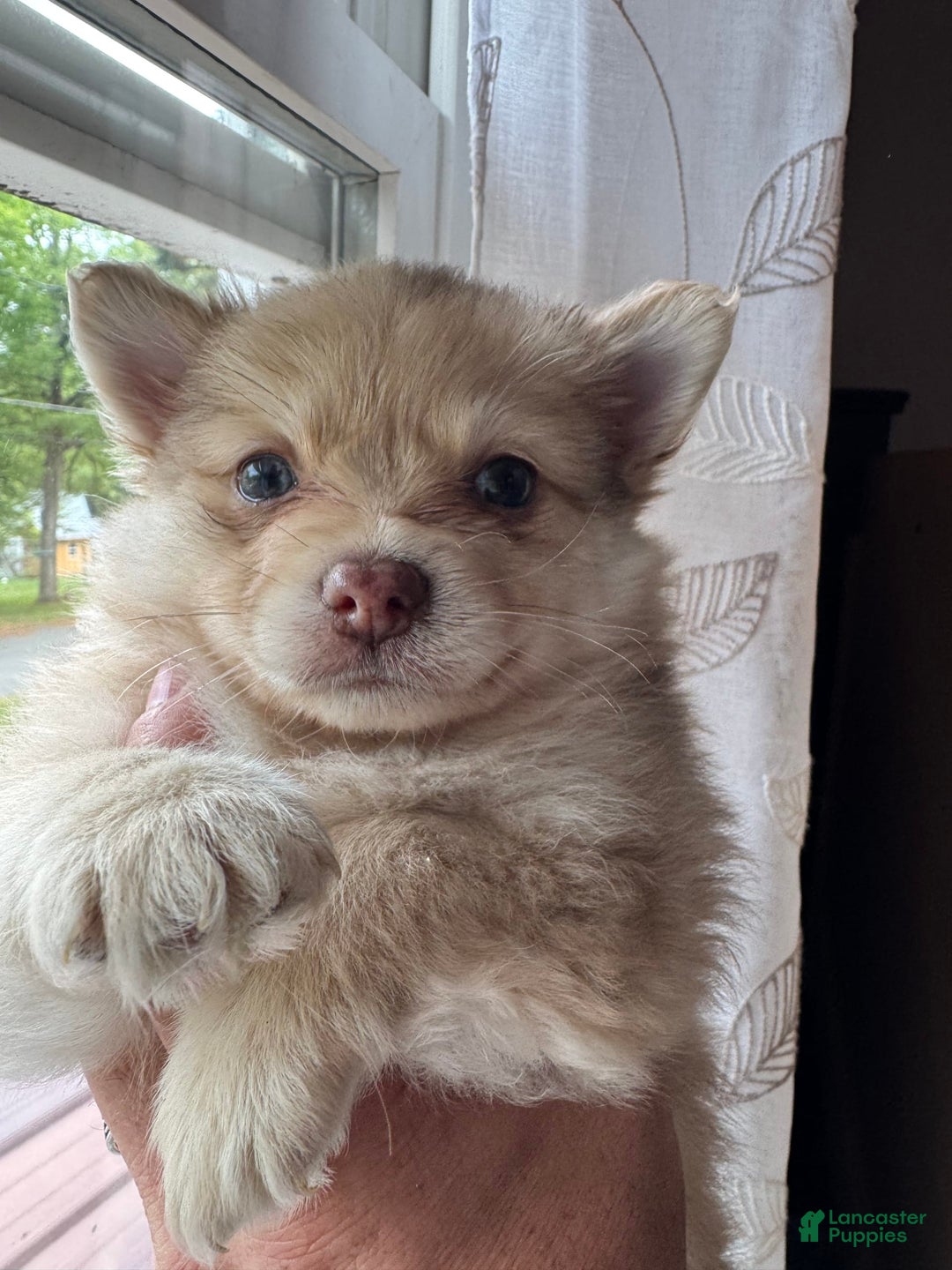 Pomeranian dogs for sale: Cookie Doe - Image 8