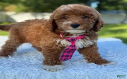 Goldendoodle dogs for sale: Milo - Image 5