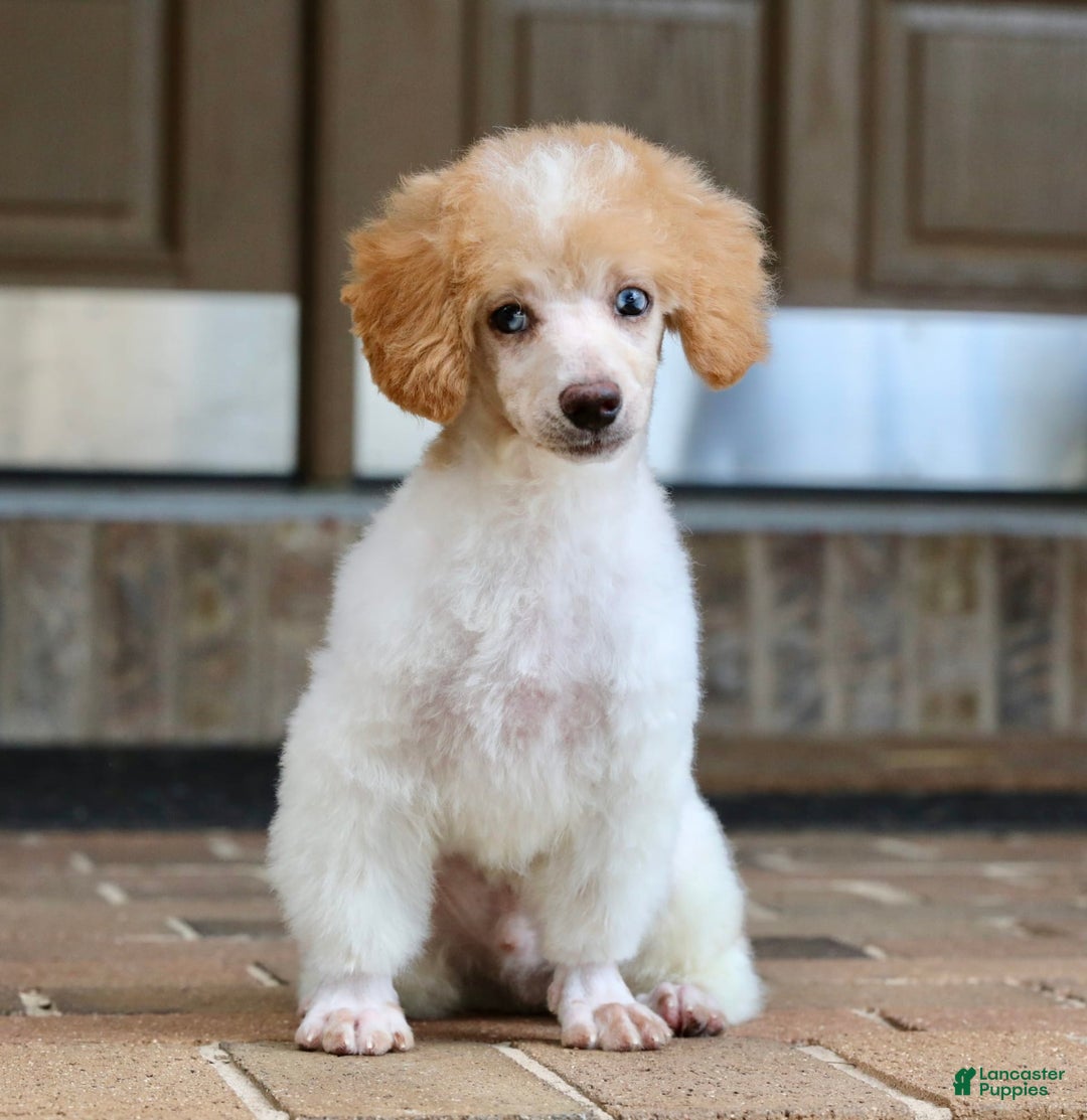 Miniature Poodle dogs for sale: Peanut - Image 14
