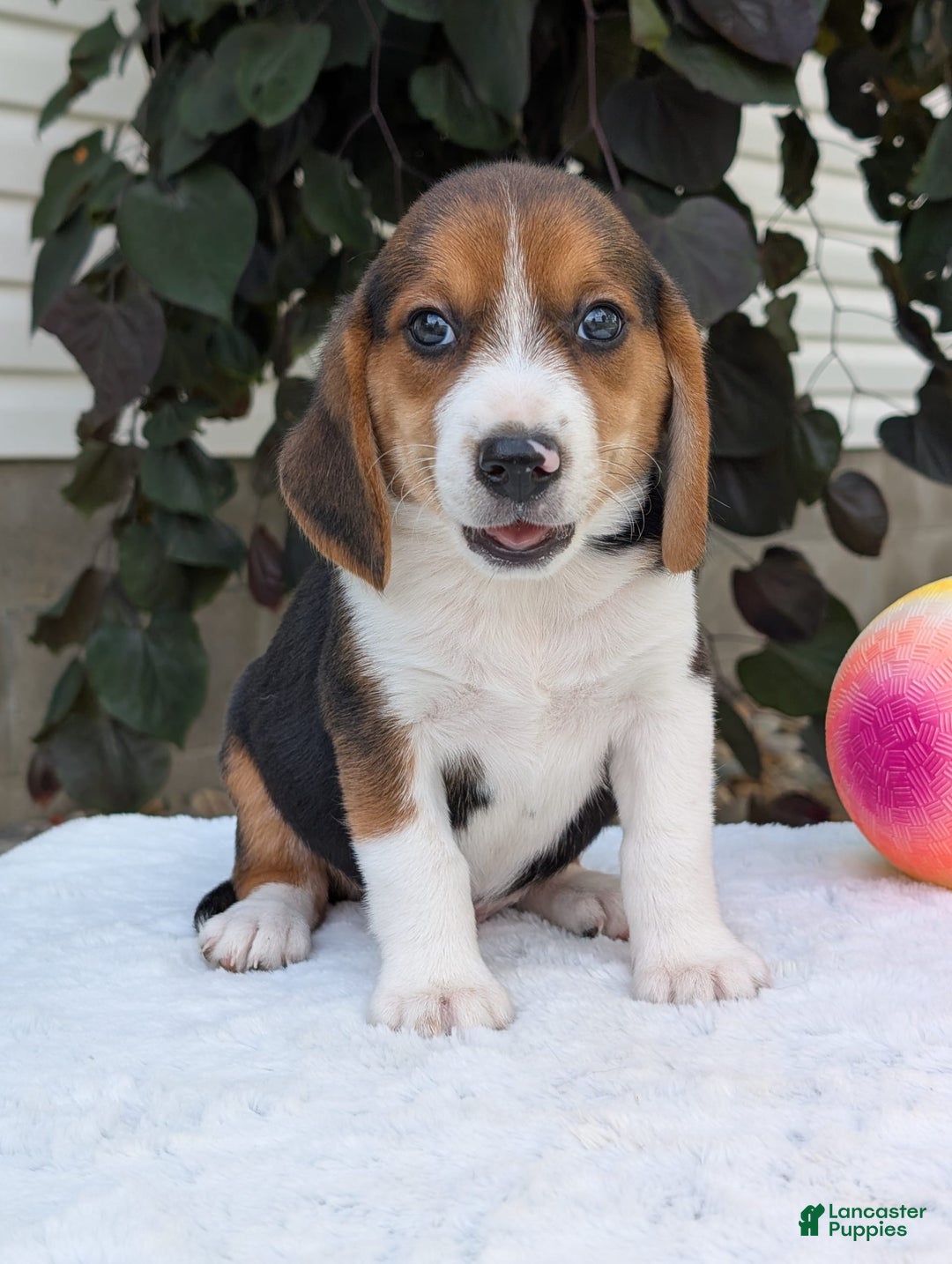 Beagle dogs for sale: Benji - Image 7