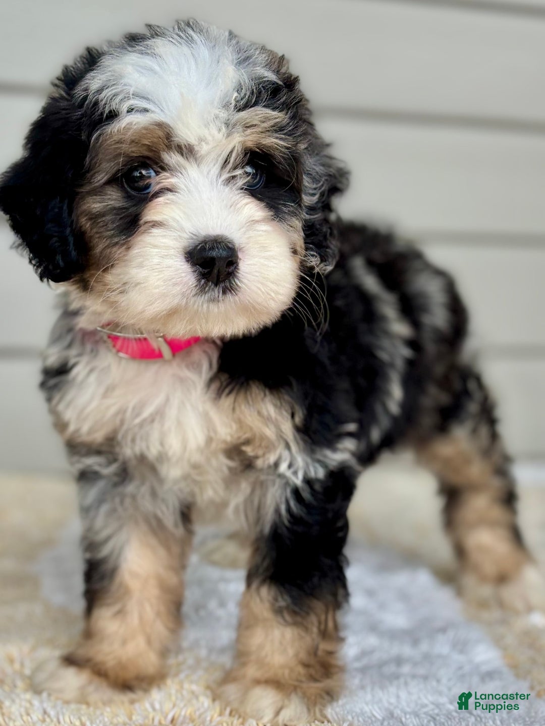 Mini Bernedoodle dogs for sale: Callie - Image 3