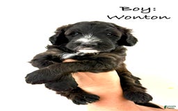 Bernedoodle dogs for sale: Orange Boy - Image 5