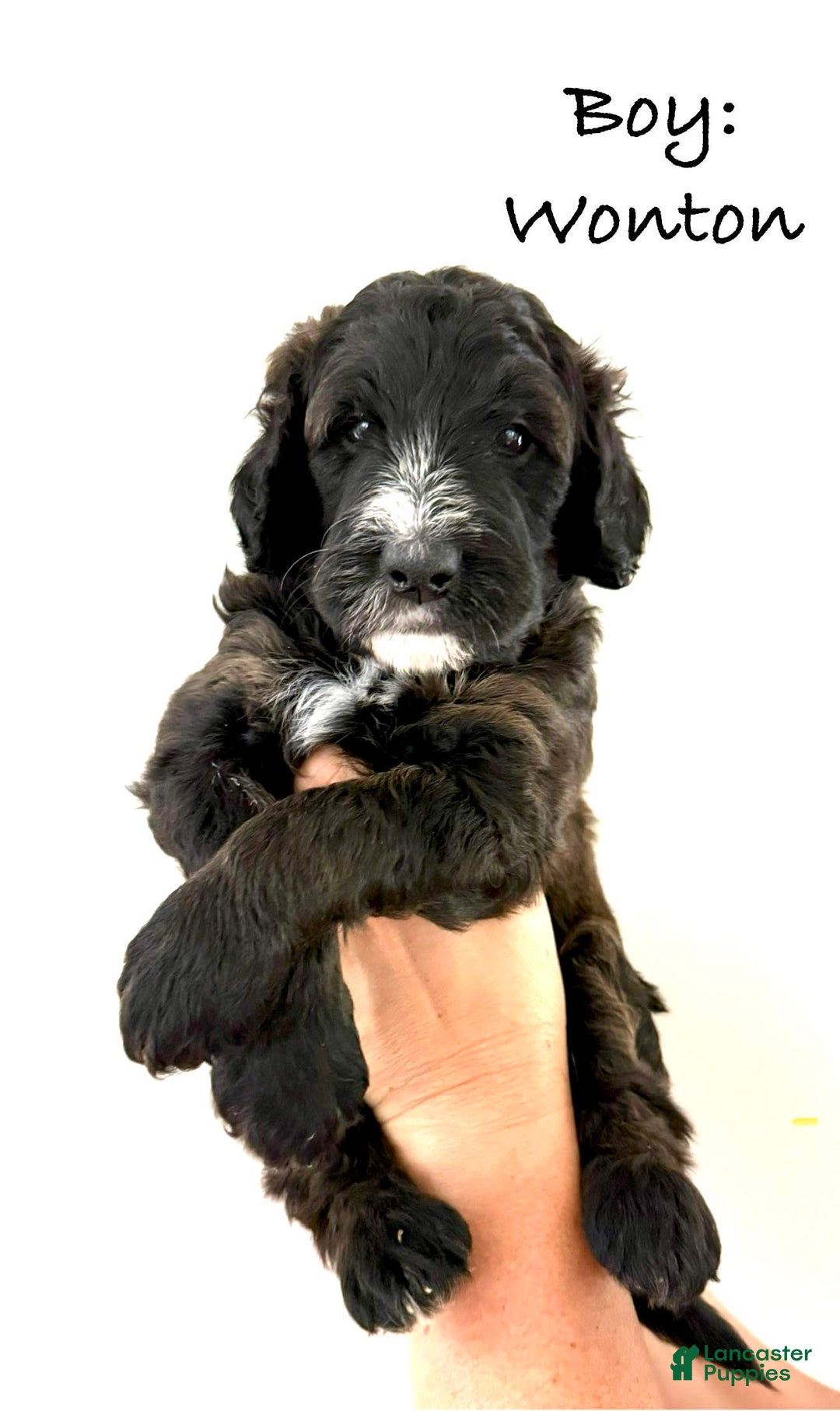 Bernedoodle dogs for sale: Orange Boy - Image 5