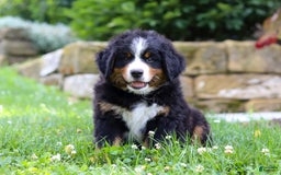 Bernese Mountain Dog dogs for sale: Champ - Image 4