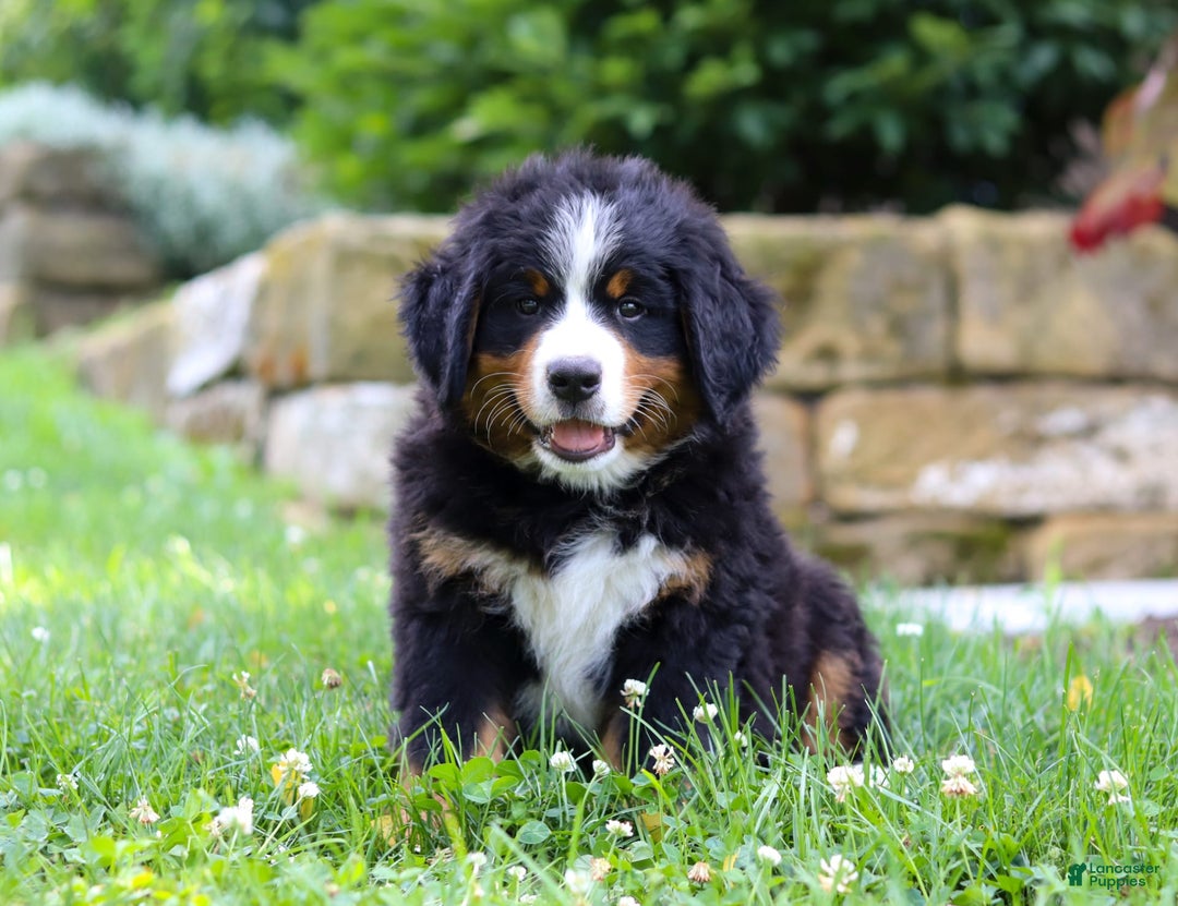 Bernese Mountain Dog dogs for sale: Champ - Image 4