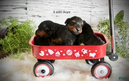 Airedale Terrier dogs for sale: Alex - Image 3