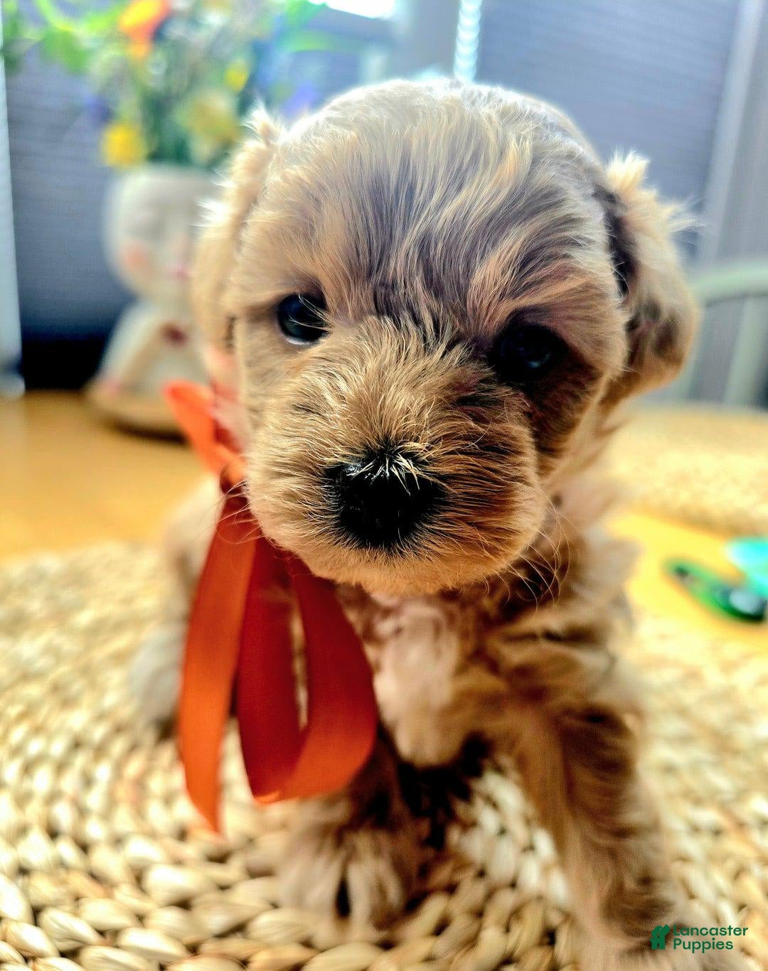 Maltipoo dogs for sale: Nexxy - Image 1