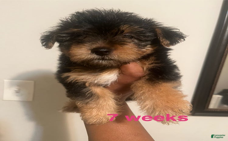 Yorkiepoo dogs for sale - Ad 4