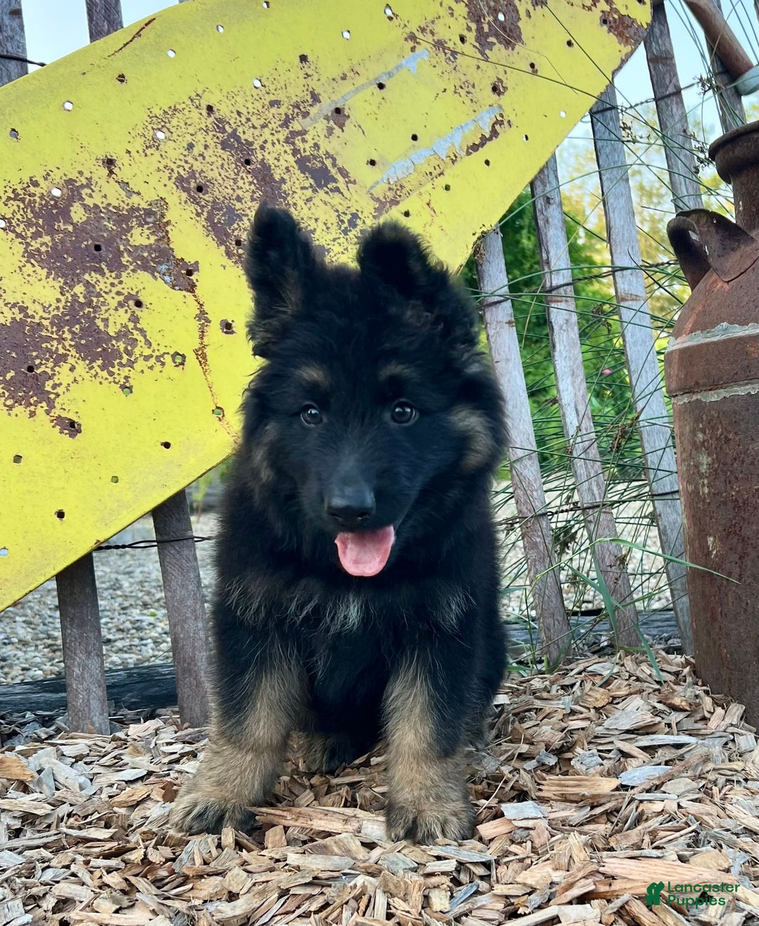 German Shepherd dogs for sale: Bear - Image 6