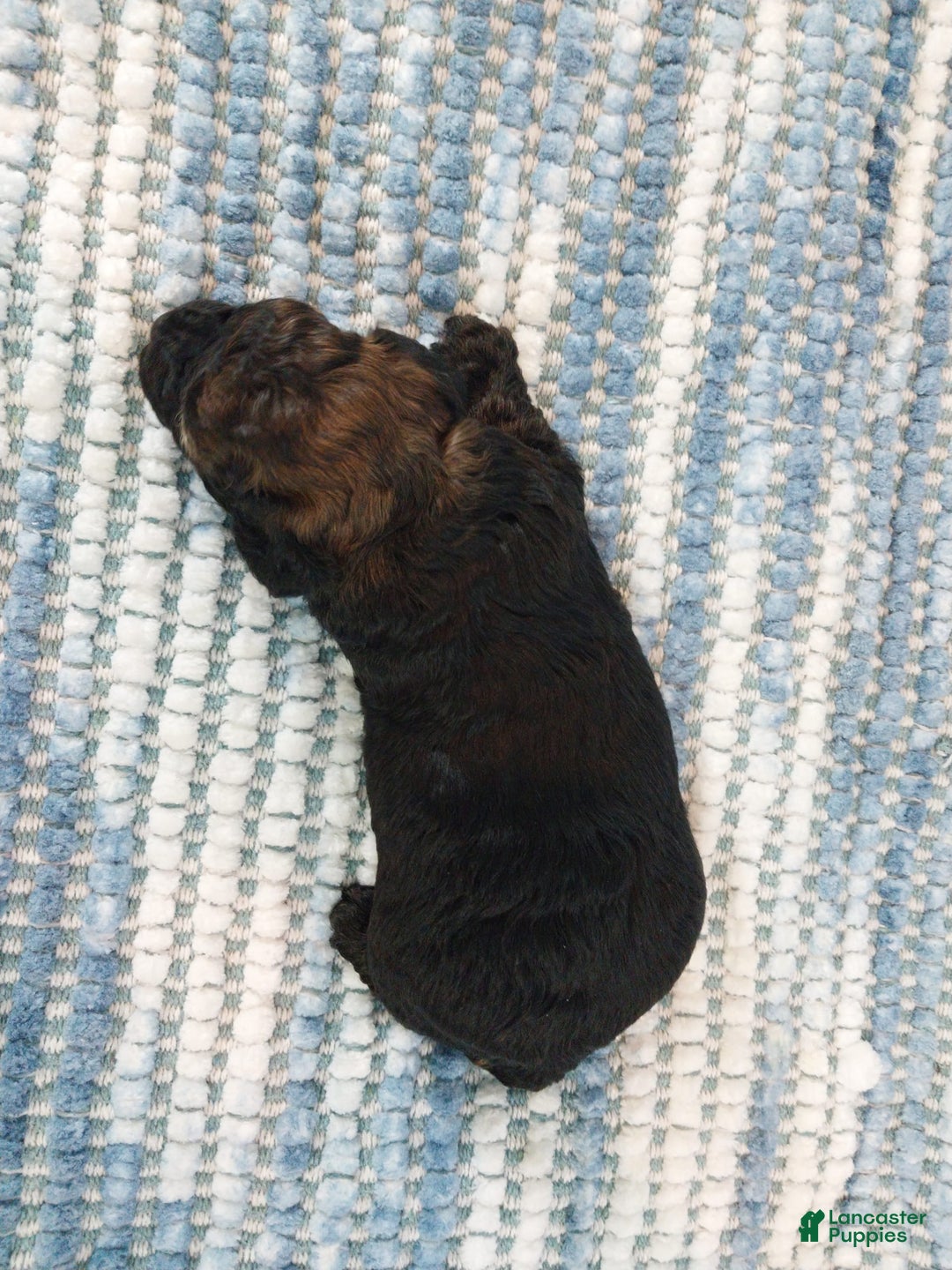 Toy Poodle dogs for sale: Kody - Image 7