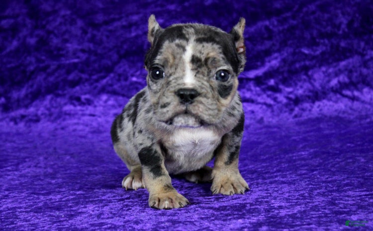 American Bully dogs for sale - Ad 3