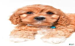 Cavapoo dogs for sale: Davy - Image 3