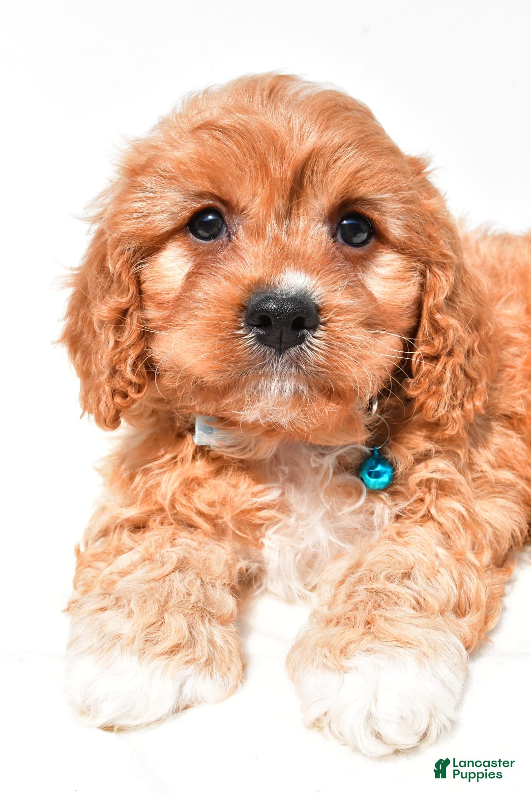 Cavapoo dogs for sale: Davy - Image 3