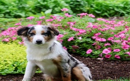 Miniature Australian Shepherd dogs for sale: Washington - Image 8