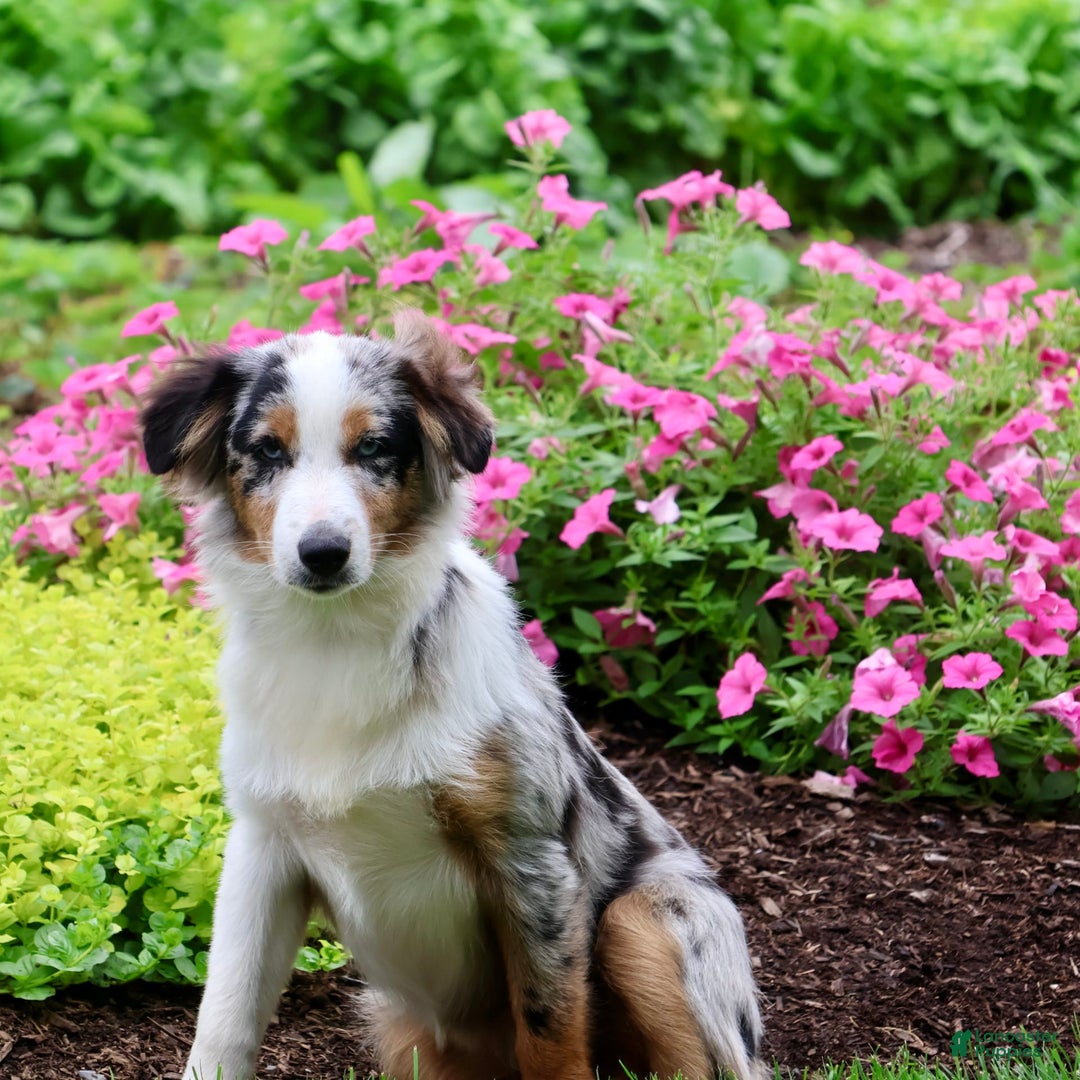 Miniature Australian Shepherd dogs for sale: Washington - Image 8