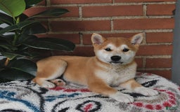 Shiba Inu dogs for sale: Bouncer - Image 3