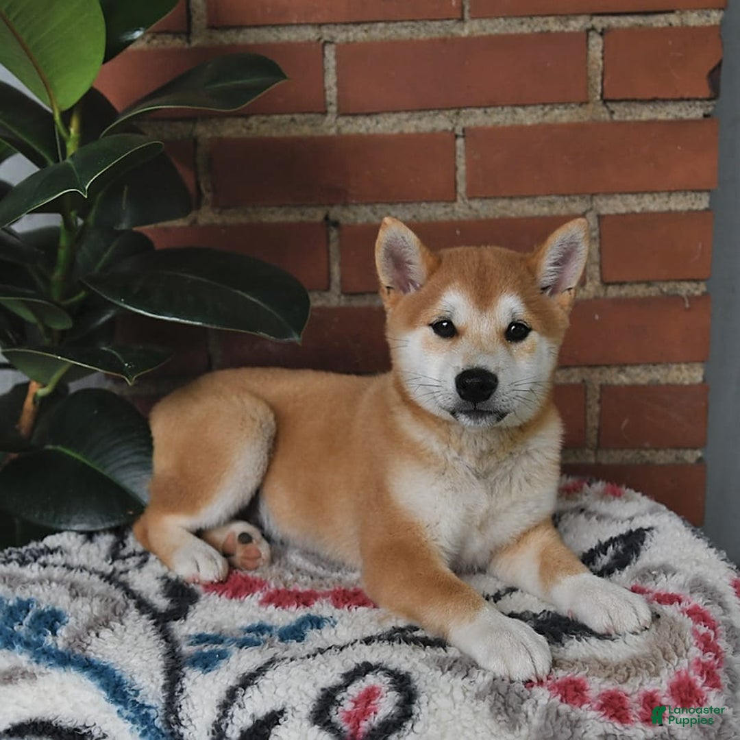 Shiba Inu dogs for sale: Bouncer - Image 3