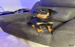 Rottweiler dogs for sale: Pink - Image 1