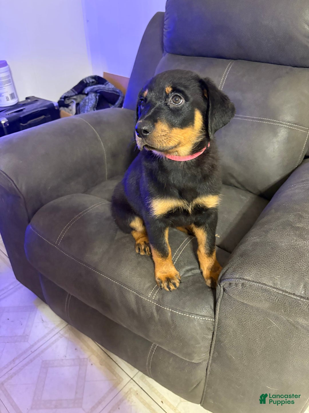 Rottweiler dogs for sale: Pink - Image 1