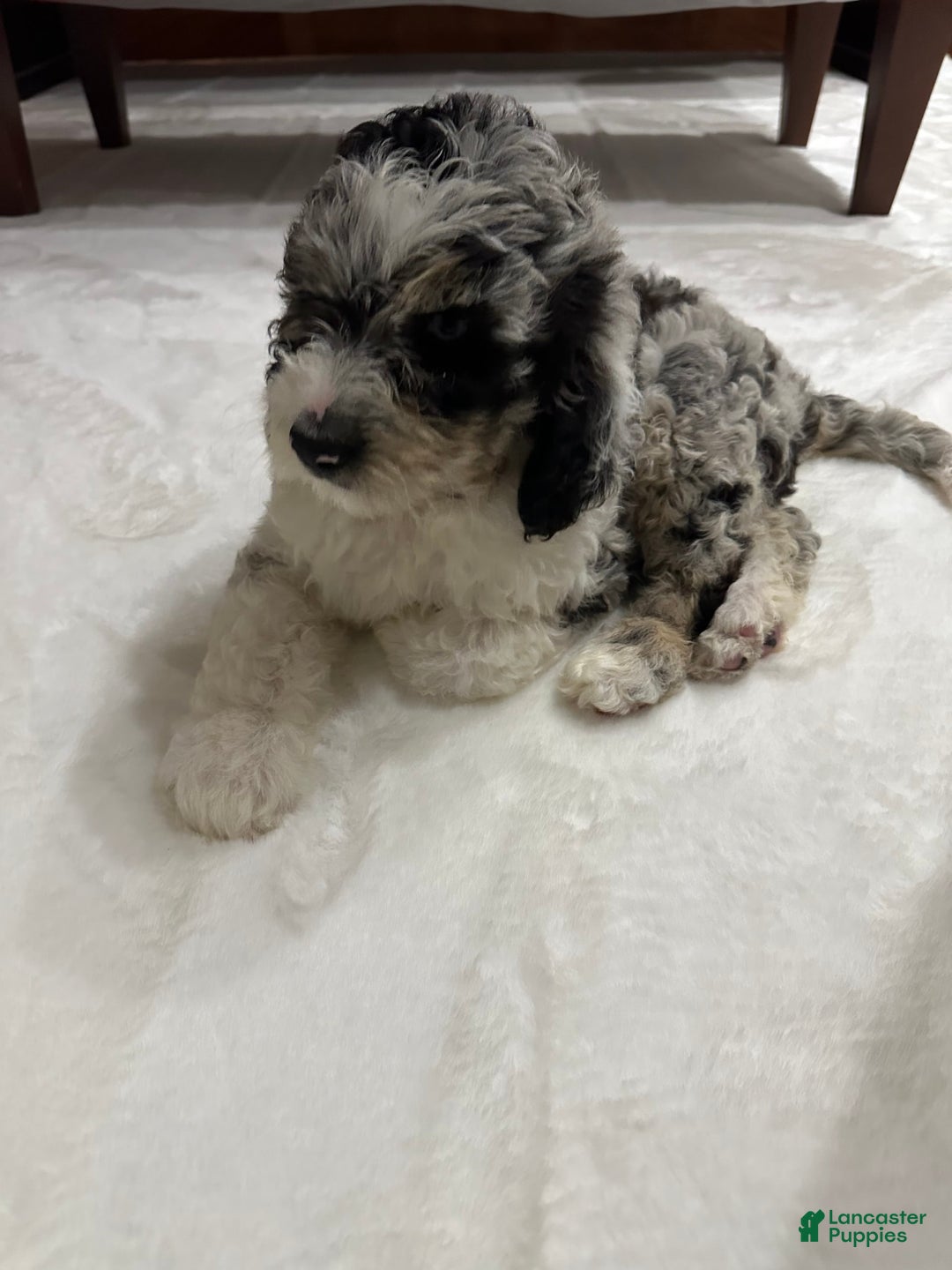 Labradoodle dogs for sale: Multigenerational Coco - Image 16