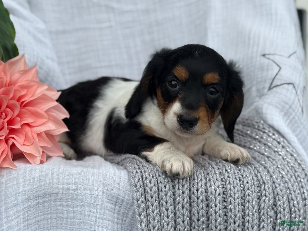 Miniature Dachshund dogs for sale: Ladybug - Image 13