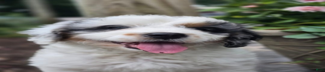 Shiloh