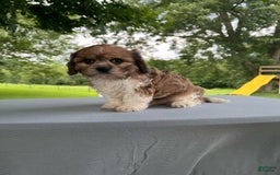 Cavapoo dogs for sale: Diego - Image 7