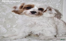 Cavapoo dogs for sale: Milkyway - Image 5