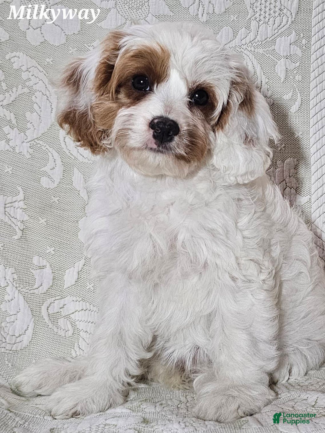 Cavapoo dogs for sale: Milkyway - Image 5